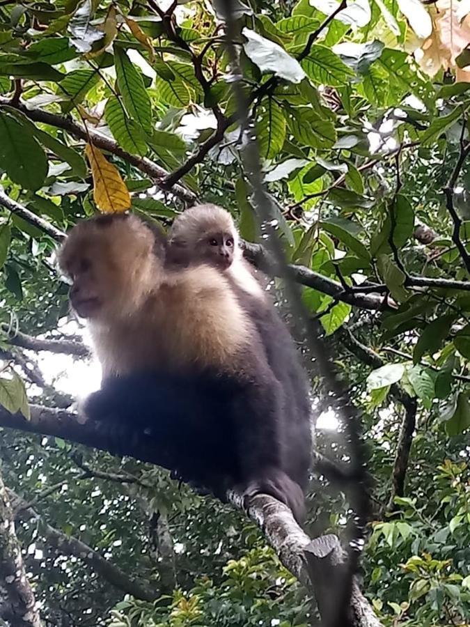 Casa Geranios Studio #3 Monteverde 外观 照片
